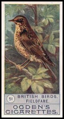 51 Fieldfare